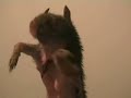 Louie The Squirrel tells a joke
