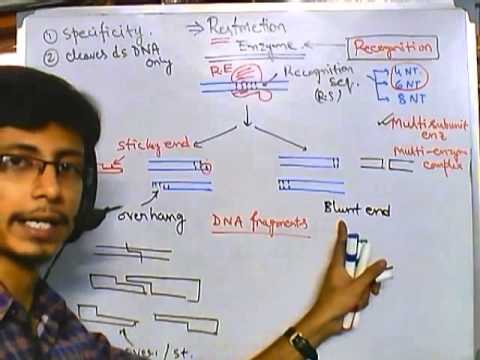 how to isolate restriction enzymes