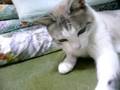 videos de どらサン にデジカメストラップ ( My cat Dora vs Strap )