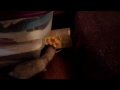 Click here to watch this video Playing Around makes the Stooges Soooo Hungry!