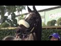 Zenyatta Exits a Perfect Legend with Epic Classic