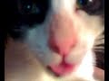 gata-cunnilingus.html