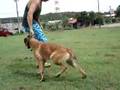 Pastor Belga Malinois video