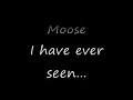 biggest moose ever seen