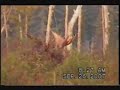 biggest moose ever seen