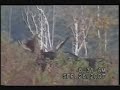 biggest moose ever seen