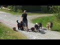 Dogwalker Christina Gjertsen - www.aktivhundepark.no