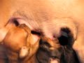 Puppies breast-fed