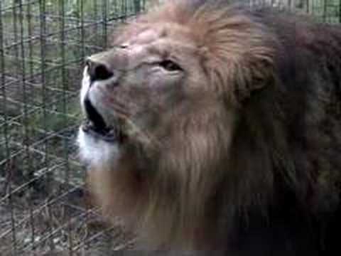 roar - CHECK OUT THE RESPONSE VIDEO - Funny Crazy BIG CAT SOUNDS!!! http://www.youtube.com/watch?v=pHZm52nvBB4&feature=channel !!!GET THE FREE LION ROAR RINGTONE...