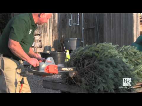 how to take care of a xmas tree