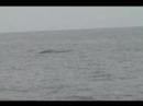 Blue Whale Surfaces for 2 Breaths, Shows Rostrum