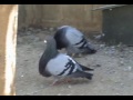 Gorgueros de Carlos Loza 5