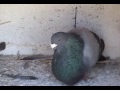 Gorgueros de Carlos Loza 5
