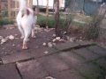 jumbo.MOV