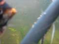 Angelfish breeding for atf Angelfish breeding for atf