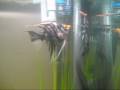 Angelfish breeding for atf