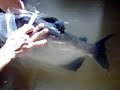 Inyectando reproductor de Cachama. Agua Verde Acuicultura