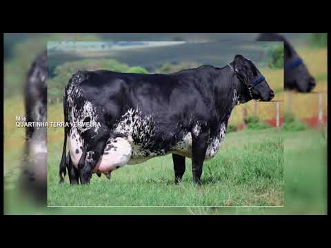 LOTE 045-QUEIMADA TERRA VERMELHA 