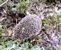 Hedgehog Hedgehog