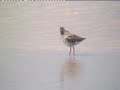 Avocets & black-tailed godwits Avocets & black-tailed godwits