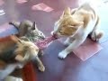 Три кота и один кусок мяса