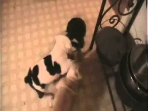 Bully Tug of War
