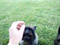Cairn Terrier video