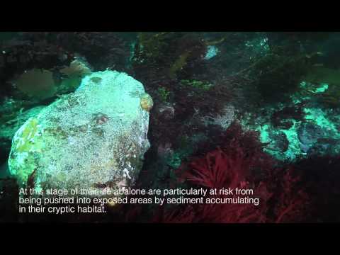 Salmon Farms and marine pollution