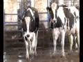 Brubaker Farms Video