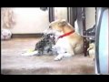 Dog and Cat playing together