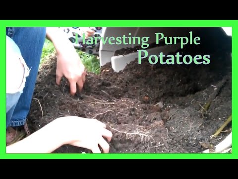 how to buy purple potatoes