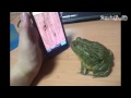 +100500 - Ёлочки и Водочка