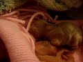 Crystal the Angora give birth bunnies Day 2