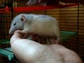 Panditas Welpen