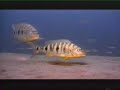 Lake Tanganyika Part4