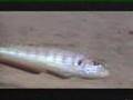 Lake Tanganyika Part4