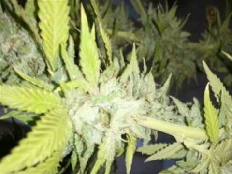 how to tell when to harvest og kush