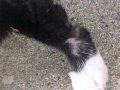 Foster asks One of my recent rescues has gotten to me.. The pictures are of Foster. A happy loving DECLAWED tuxedo that was severely neglected and left to fend for himself. Luckily he went to the right people for help and Foster is safely indoors as an office kitty at my fathers work. The collar and ID tag were placed on him to prevent animal control picking him up until he could be placed. I am sick and tired of people leaving their pets to fend for themselves! They think its better they live outside where there is danger around every corner then simply keeping the pet for life or last resort bring to a rescue or shelter. Especially peoples regards with cats. Their not completely independent animals people. Look at what this poor cat went through: Starvation, fleas, and poorly infected skin and coat. Wake UP! Their domestic cats NOT wild animals. House cats means they live in houses NOT in trash bins.. Music is from the 9 Movie soundtrack by composers Danny Elfman and Deborah Lurie Pictures taken and owned by Gina denofa