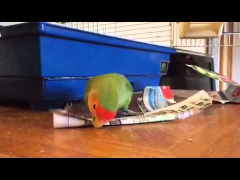 how to provide nesting material for birds