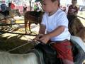 pumpkin patch pony ride