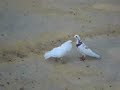 Palomas cordobesas