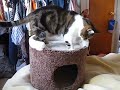 Cat plays with pen and cat condo