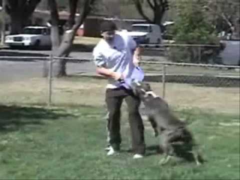 \\\\\\fighting pitbulls\\\\\\
