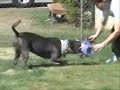 THEBULLYHOUSE.COM BLUE PITBULL WORKING OUT, NO FIGHTING