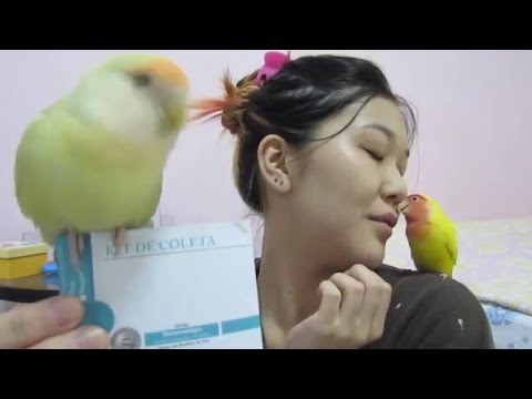 agapornis - http://passarodoamor.wordpress.com Pessoal! Nesse vídeo eu mostro para como é o kit de coleta para sexagem de agapornis. É um teste muito simples, o duro é t...
