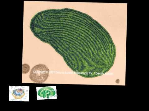 how to isolate organelles in a cell