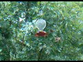 Busy Hummingbird Feeder