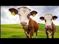 inseminación artificial de bovinos Y monta directa