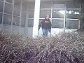 idiot springt in busch