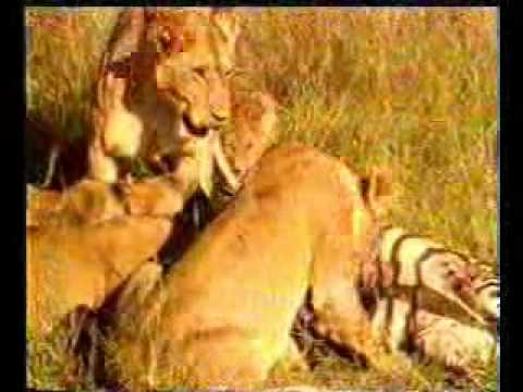 عالم الحيوان برنامج زمان الجزء الثاني